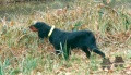 Pedigree NAIS DU MILOURDIN Pedigree NAIS DU MILOURDIN